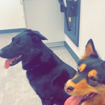 Maynard Animal Hospital - Veterinarians Near Me - Cary, North Carolina
