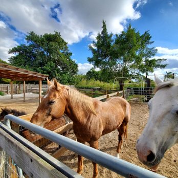 Happy Pony World - Horseback Riding Near Me - Davie, Florida Happy Pony World - Horseback Riding Near Me - Davie, Florida