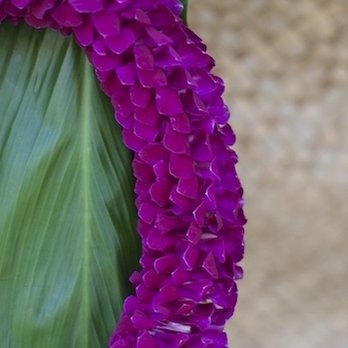Fresh Hawaii Leis - Spiral Lei - Florists Near Me Fresh Hawaii Leis - Spiral Lei - Florists Near Me