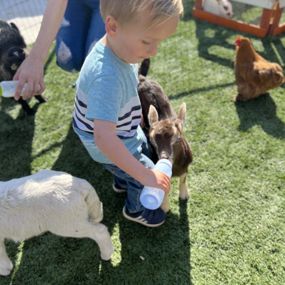 D'Rose Petting Zoo - Petting Zoos Near Me - Gilroy, California D'Rose Petting Zoo - Petting Zoos Near Me - Gilroy, California