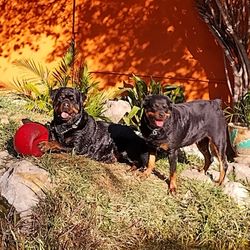 Sweet Home Veterinary Hospital - Soky