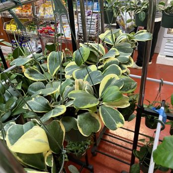 Happy Home Garden - variegated hoya kerrii! - Grocery Near Me - Tracy, California