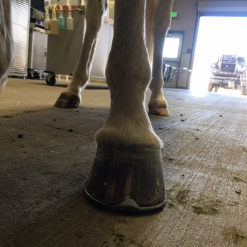 Famous Flying V Farrier Services - Farriers Near Me - Menifee, California