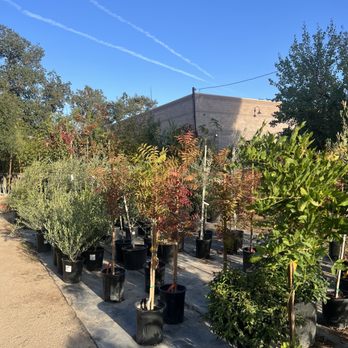 Bay Laurel Garden Center - Nurseries & Gardening Near Me - Atascadero, California Bay Laurel Garden Center - Nurseries & Gardening Near Me - Atascadero, California