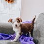 Photo of West Valley Animal Rescue