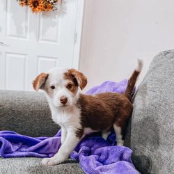 West Valley Animal Rescue - At time of adoption