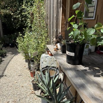 Plant Material - A plant that came home with me- this is the counter I purchased at, with a gentle helpful gardener - Nurseries & Gardening Near Me - Los Angeles, California