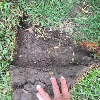 Erik's Tree & Lawn Care Services - He did not use bedding soil as agreed. - Landscaping Near Me - Frisco, Texas Erik's Tree & Lawn Care Services - He did not use bedding soil as agreed. - Landscaping Near Me - Frisco, Texas