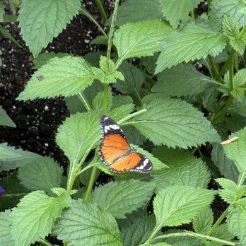 Niagara Parks Butterfly Conservatory - Zoos Near Me - Niagara Falls, Ontario Niagara Parks Butterfly Conservatory - Zoos Near Me - Niagara Falls, Ontario