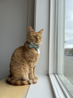 NEKO Cat Cafe Bellingham by null