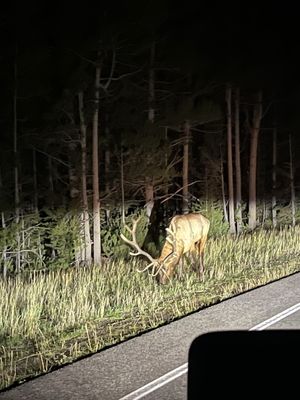 The Trapper Grill by null