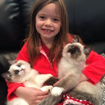 AdorableDolls Ragdolls - Pet Breeders Near Me AdorableDolls Ragdolls - Pet Breeders Near Me