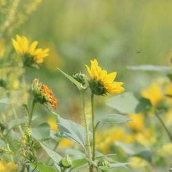 River View RV Park - Sun flowers brighten an otherwise cloudy morning at River View RV Park.