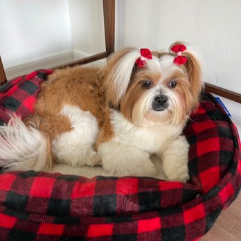 Quick Grooming Pet Salon - Malu - Pet Groomers Near Me Quick Grooming Pet Salon - Malu - Pet Groomers Near Me
