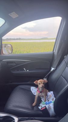 Charleston Animal Society by null