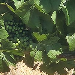 J Wrigley Vineyards