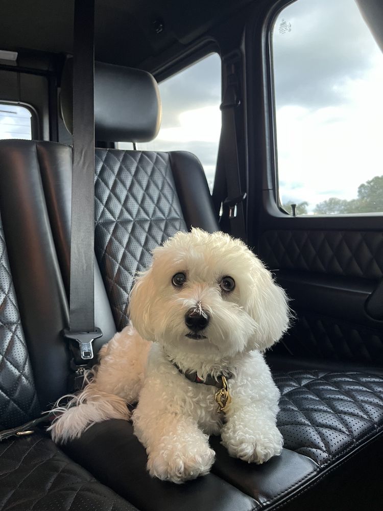 BARKING HOUND VILLAGE BUCKHEAD Updated September 2024 20 Reviews