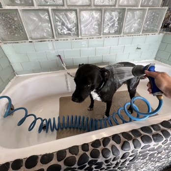 Diego Dogs Grooming - Self-wash tub! - Pet Groomers Near Me - San Diego, California Diego Dogs Grooming - Self-wash tub! - Pet Groomers Near Me - San Diego, California