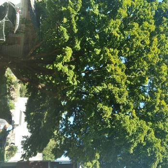 Mountain Mama Tree Experts - Tree Services Near Me Mountain Mama Tree Experts - Tree Services Near Me