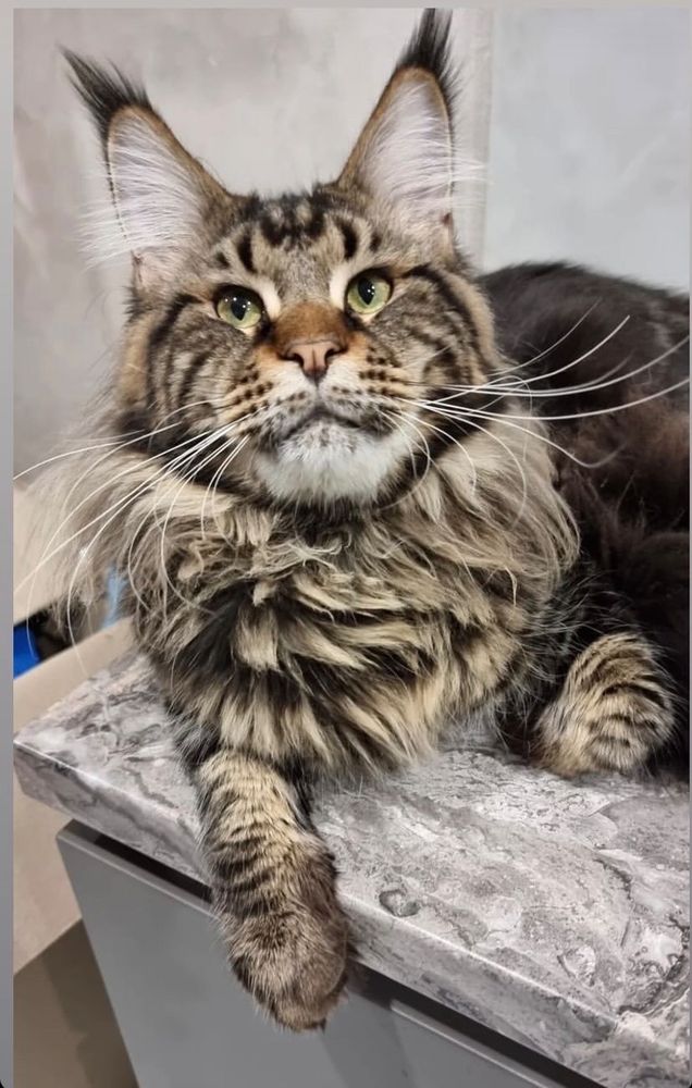 DOBREV COONS CATTERY Updated September 2024 18 Photos Milton