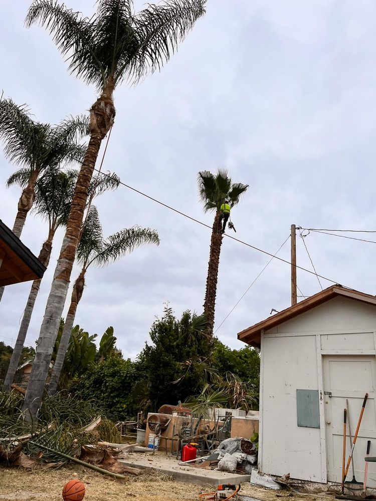 Garcias Tree Services - tree service in Indianapolis, IN