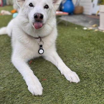 Apawthecary - Luna is receiving acupuncture to reduce pain and inflammation in her sprained wrist - Veterinarians Near Me - Los Angeles, California Apawthecary - Luna is receiving acupuncture to reduce pain and inflammation in her sprained wrist - Veterinarians Near Me - Los Angeles, California