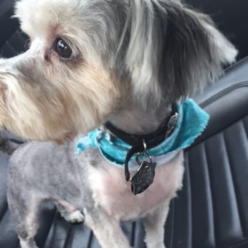 Bubbles N Bones - Summer cut down, no matted hair and he is a happy camper!! - Pet Groomers Near Me - Frisco, Texas Bubbles N Bones - Summer cut down, no matted hair and he is a happy camper!! - Pet Groomers Near Me - Frisco, Texas