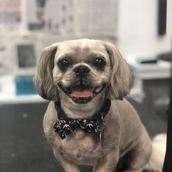 The Wizard of Pawz Pet Parlor