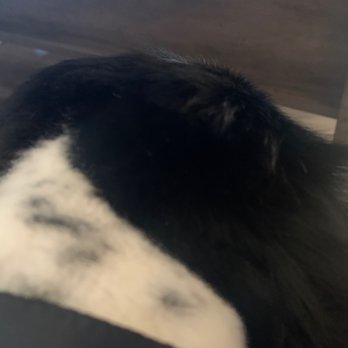 happy spa dogs mobile grooming