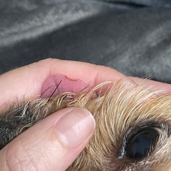 Southpaw Spa - Tongue wound - Pet Groomers Near Me - Clearwater, Florida Southpaw Spa - Tongue wound - Pet Groomers Near Me - Clearwater, Florida