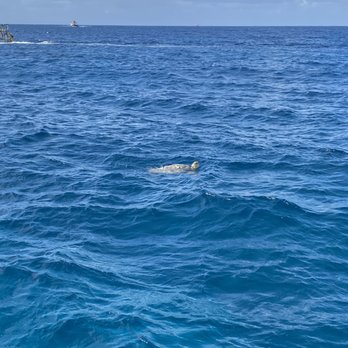 Dive Oahu - Saw lots of turtles, dolphins and whales just from the boat! - Snorkeling Near Me - Honolulu, Hawaii