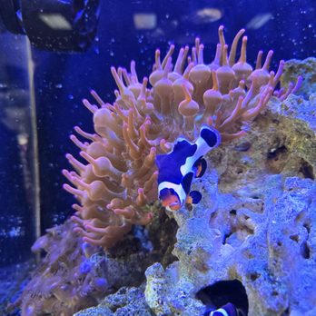 Jan's Tropical Fish - Beautiful guys near the entrance near register - Local Fish Stores Near Me - Montclair, California Jan's Tropical Fish - Beautiful guys near the entrance near register - Local Fish Stores Near Me - Montclair, California