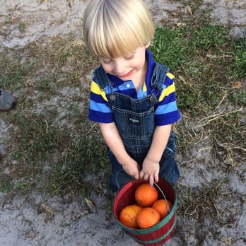 Dooley Groves - Having so much fun carrying his own bucket! - Fruits & Veggies Near Me - Ruskin, Florida