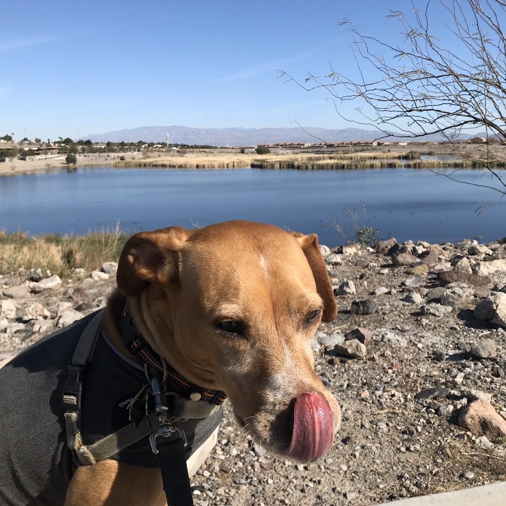 Cornerstone Park - Lakes Near Me - Henderson, Nevada