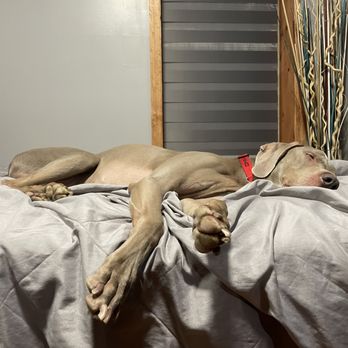 Petsitting Bayridge - Pet Boarding Near Me Petsitting Bayridge - Pet Boarding Near Me
