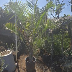 Padilla Nursery - Triangle palm
