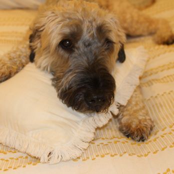 Dogs Cats & Chickens - Pet Sitting Near Me - Pittsboro, North Carolina Dogs Cats & Chickens - Pet Sitting Near Me - Pittsboro, North Carolina