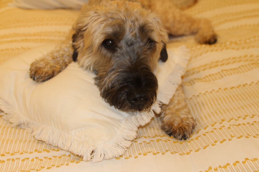 DOGS CATS & CHICKENS Updated October 2024 38 Photos & 10 Reviews