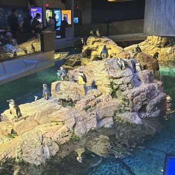 New England Aquarium - More penguins - Aquariums Near Me - Boston, Massachusetts New England Aquarium - More penguins - Aquariums Near Me - Boston, Massachusetts