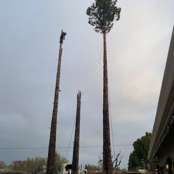 Top Tier Tree Care - Tree Services Near Me - Lodi, California