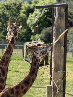 Edinburgh Zoo by null