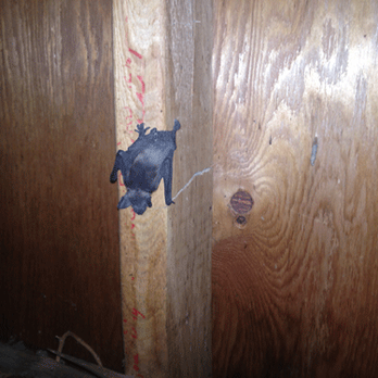 Hudson Valley Wildlife Solutions - A baby (pup) bat exploring an attic. - Pest Control Near Me - Troy, New York Hudson Valley Wildlife Solutions - A baby (pup) bat exploring an attic. - Pest Control Near Me - Troy, New York
