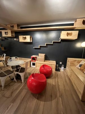 Denver Cat Company by null