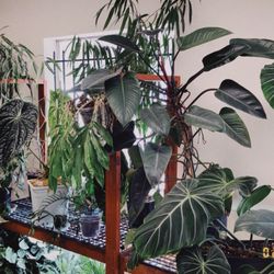 Flori-Culture Tropical Nursery