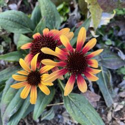 Snell's Greenhouses - Tequila sunrise coneflower