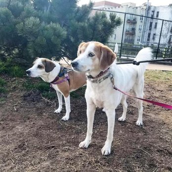Jason the Dog Walker & Co. - Dog Walkers Near Me