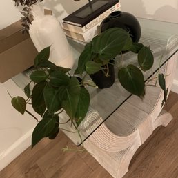 two philodendron micans aka velvet heartleaf philodendron soooooo pretty! two philodendron micans aka velvet heartleaf philodendron soooooo pretty!