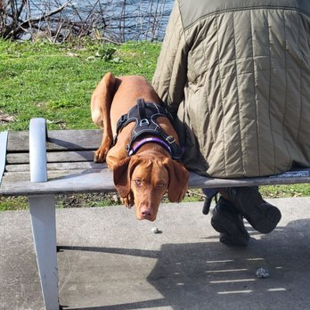 Waypoint Park - A doggo hanging out with it's person at Waypoint Park! - Parks Near Me - Bellingham, Washington