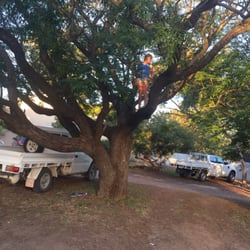Old Bush Inn - Best tree!!