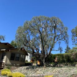 ABC Tree Service